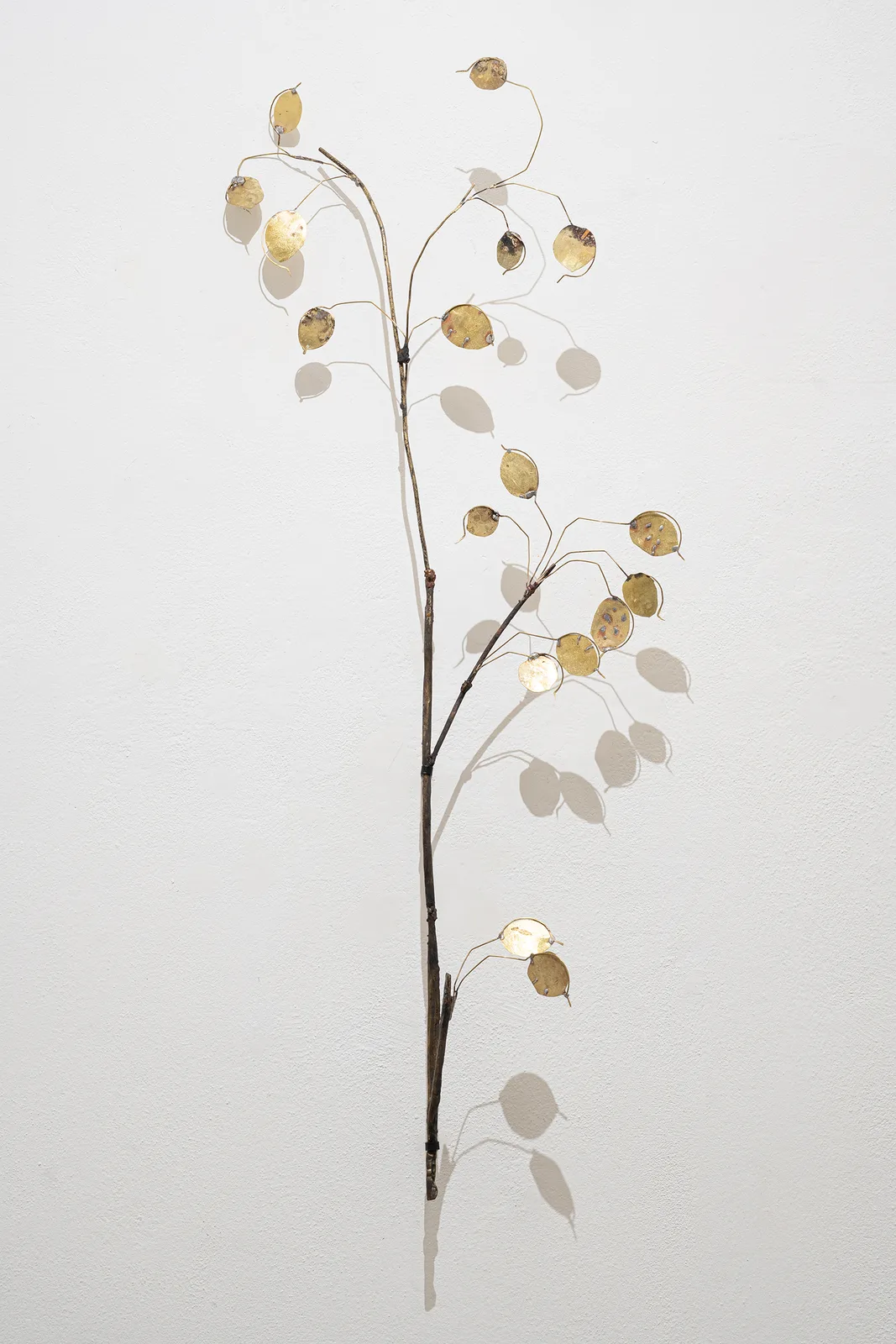 Francesca Polizzi, Lunaria 2, 2026. Brass and Bronze · 100 × 40 × 15 cm
